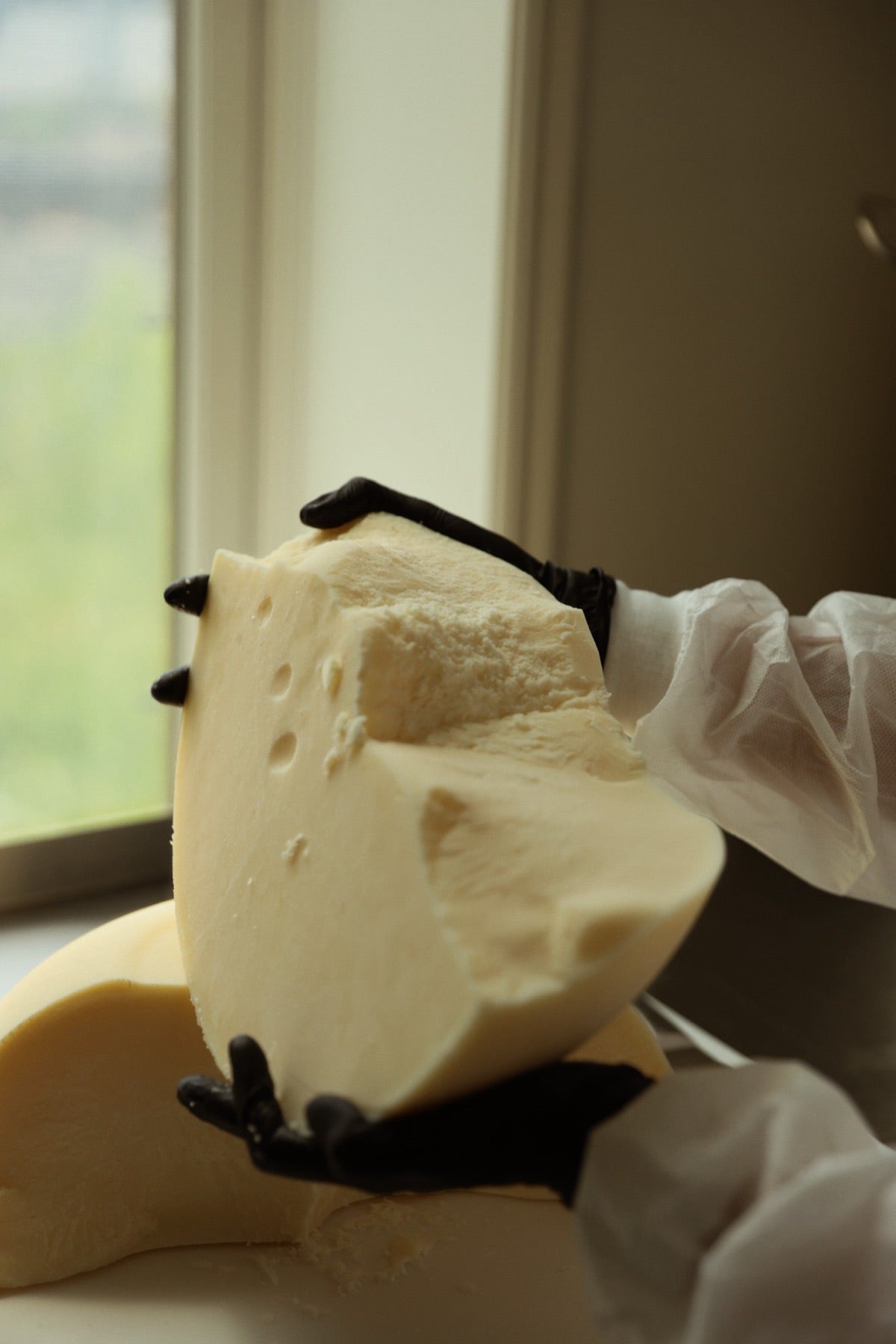 Gloved hands lifting a broken block of set, pale tallow from a rendered batch