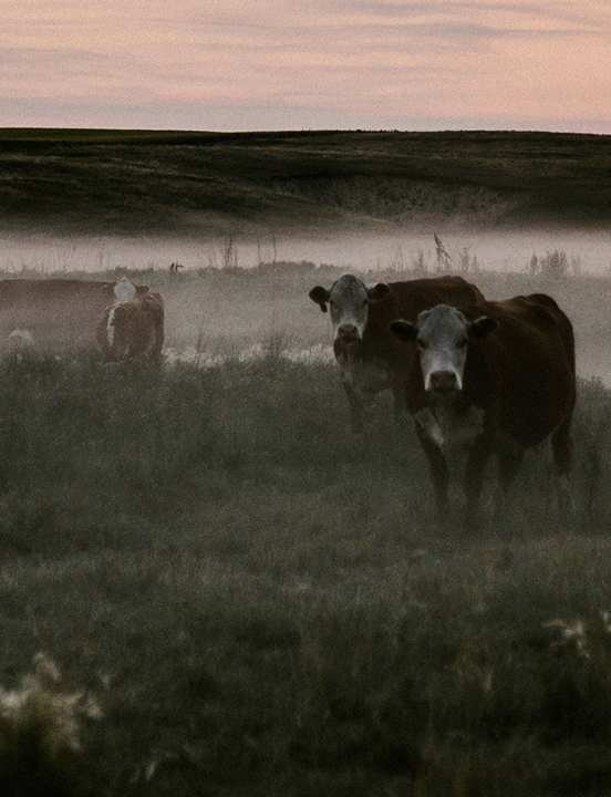 Cattle grazing at dusk on a Hudson Valley pasture